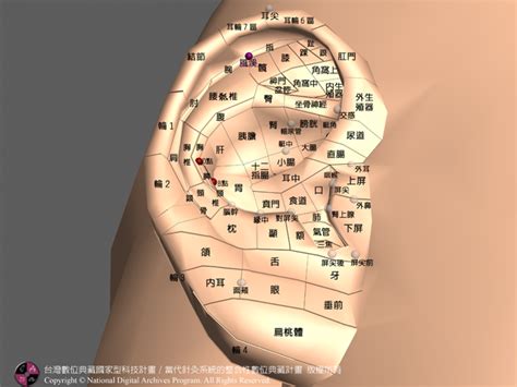 風溪|醫砭 » 中華針灸 » 耳穴定位及主治